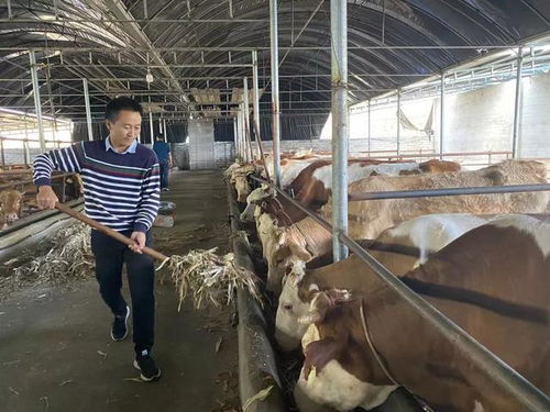 瑯環(huán)村 肉牛養(yǎng)殖讓群眾收入 牛 起來