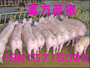 富方良種苗豬養(yǎng)殖基地貨到付款選購(gòu)仔豬產(chǎn)品大圖 富方苗豬繁殖基地江蘇仔豬養(yǎng)殖場(chǎng)