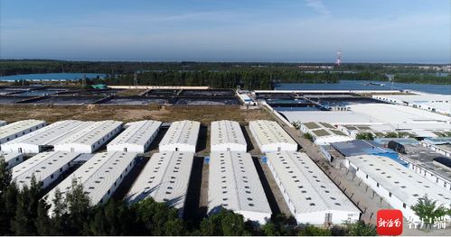 海南東方培育南美白對蝦苗 遠銷新疆 山東等地