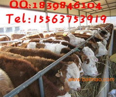 黑龍江安達(dá)市西門塔爾牛牛犢多少錢一頭