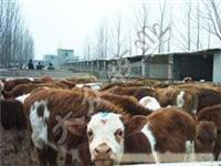 找山東大眾牧業牛羊養殖基地的大眾牧業供應西門塔爾牛 夏洛萊牛 利木贊牛 波爾山羊 小尾寒羊價格、圖片、詳情,上一比多_一比多產品庫