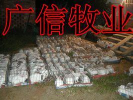 獺兔種兔養殖基地 獺兔養殖利潤_農副產品_世界工廠網