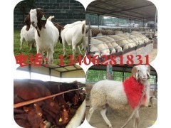 廣西肉牛養殖基地