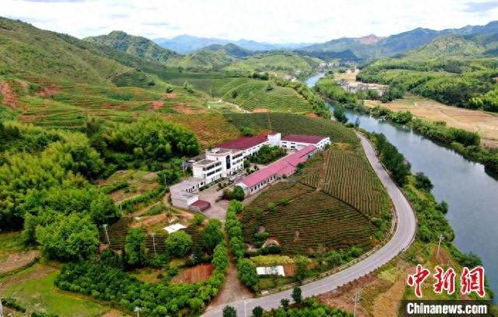 江西德興 小油茶 鏈 起富民興村大產業