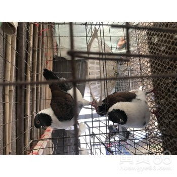 【小龍蝦養殖基地】- 