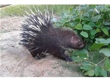 產品展示 河北興祥豪豬養殖基地