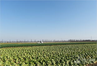 探訪上海最大蔬菜生產基地 請放心本地蔬菜供應充足