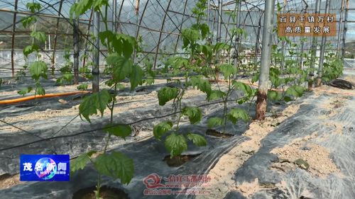 信宜這個鄉鎮大發展 公司 農戶 合作社......目前正值春耕 在信宜市貴子鎮函口村田間,瓜農們正在對該鎮的特色農產品苦瓜進行培育,苦瓜苗蔓長勢喜人 在貴子鎮函口村苦瓜種植基地里