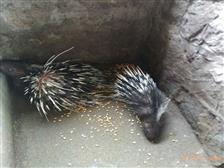 桂林金潤豪豬竹鼠養殖基地產品展示