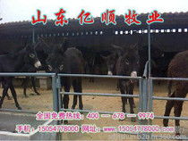山東養驢價格