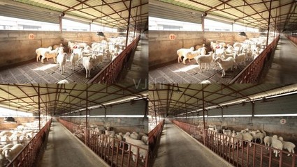 山羊養殖基地_1920X1080_高清視頻素材下載(編號:2532432)_實拍視頻