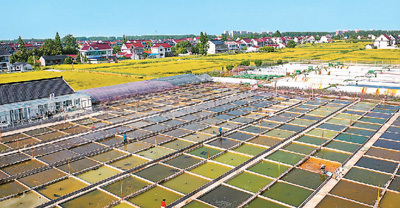 觀賞魚,百億產業咋“養”成?