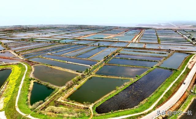 湖北洪湖近萬畝水產(chǎn)養(yǎng)殖區(qū),完成超贊的生態(tài)化改造啦!|三八|漁場|湖北