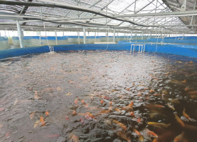 川店鎮(zhèn):陸基智能養(yǎng)魚新模式 “淌”出產(chǎn)業(yè)振興新路子