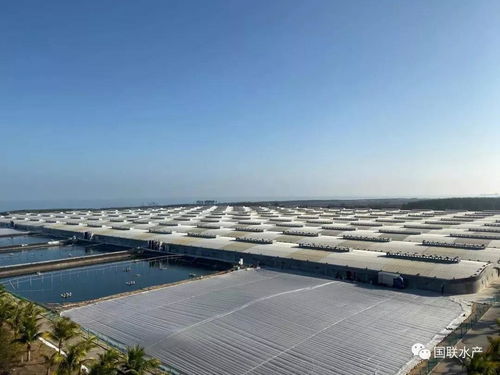 國聯(lián)工廠化養(yǎng)殖基地迎豐收,畝產(chǎn)超5,000斤