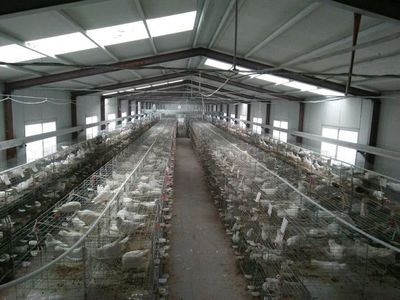 德清縣鴿子苗批發(fā)市場誠信商家//_山東特種養(yǎng)殖 - 商國互聯(lián)網(wǎng)