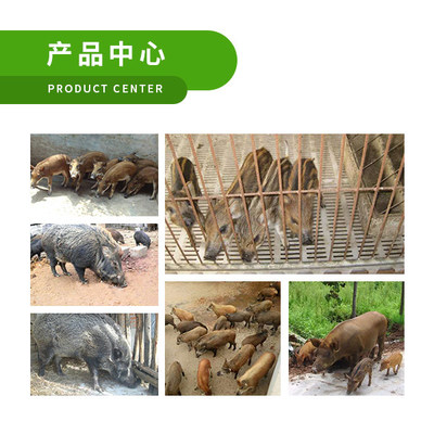 九江商品野豬養殖出售