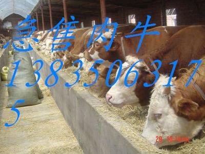 山西忻州奶肉牛養殖基地