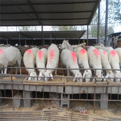 吉林肉羊波爾山羊肉羊種羊養殖基地