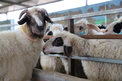 【鄉味寧夏】羊中貴族:鹽池灘羊