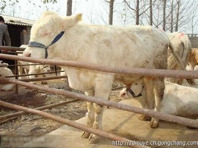 福建龍巖養牛場-龍巖養牛基地-養牛技術_農副產品_世界工廠網