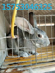 長毛兔的養殖前景 長毛兔的養殖利潤價格 廠家 圖片