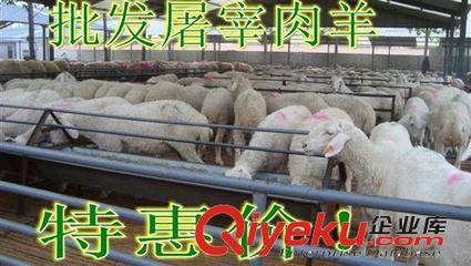 最大肉羊養殖場基地 蚌埠市低價出售屠宰肉羊圖片|最大肉羊養殖場基地 蚌埠市低價出售屠宰肉羊產品圖片由嘉祥縣奧豐牛羊養殖場公司生產提供-