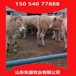 江蘇省南通市小牛犢多少錢 鈺宏養殖場