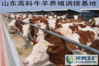養牛利潤與成本科學養肉牛養牛交配技術[供應]_牲畜_世界工廠網中國產品信息庫