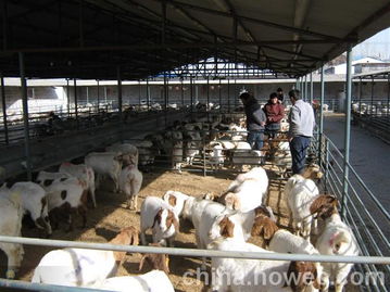 我想買羊我想養羊 養殖 種植欄目 jdzj.com