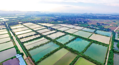 省重點農業龍頭企業財興實業公司深耕水產養殖 帶農發展促增收