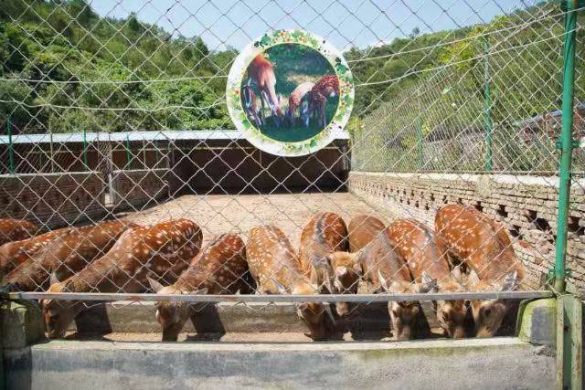 陜西最大鹿養(yǎng)殖基地以及鹿產(chǎn)品深加工工廠133-0915-3231楊董事長