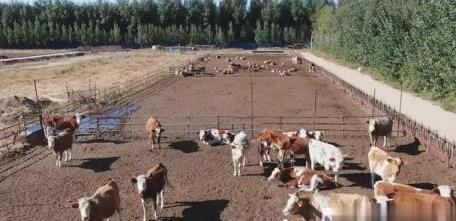 建平縣:做大做強產(chǎn)業(yè)基地 加速畜牧業(yè)高質(zhì)量發(fā)展