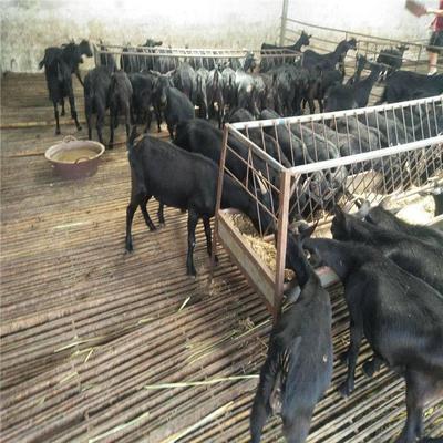 薩能黑山羊價格 薩能黑山羊種羊養(yǎng)殖基地