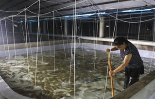 天津濱海新區(qū)楊家泊鎮(zhèn)工廠化養(yǎng)殖漁民大增收