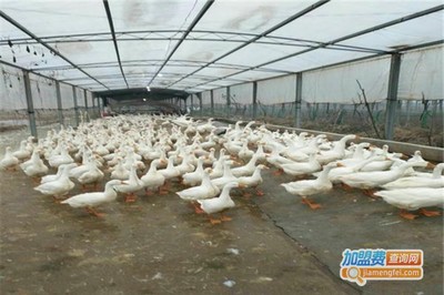 盛世鵝養(yǎng)殖