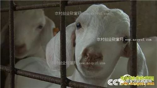 致富經(jīng) 恩愛夫妻三年三招養(yǎng)羊發(fā)羊財