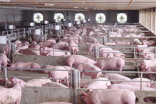 齊齊哈爾市由農(nóng)業(yè)大市向農(nóng)業(yè)強市轉變