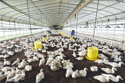 建甌市益眾農(nóng)業(yè)發(fā)展員工在標準化大棚內(nèi)養(yǎng)殖肉鴨 - 圖片新聞