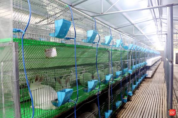 沿河黑水鎮(zhèn):肉兔養(yǎng)殖鋪就群眾增收新路子