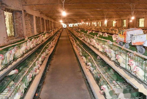 汝州有家30多年的養(yǎng)殖場,日產(chǎn)3噸商品蛋,年產(chǎn)300萬只雞苗,你知道嗎