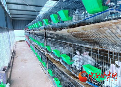 禮縣:養殖伊拉兔 走出致富路