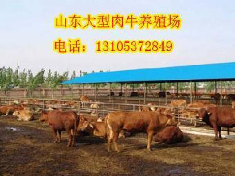 鶴崗哪里有黃牛養殖場_志趣網