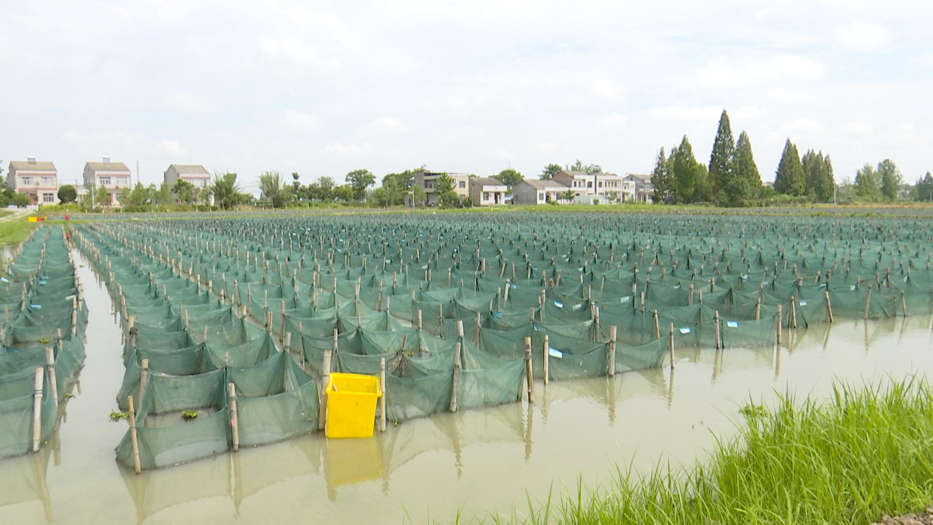 長江云新聞記者走進全國規模最大的黃鱔養殖基地——仙桃洪淵澤水產