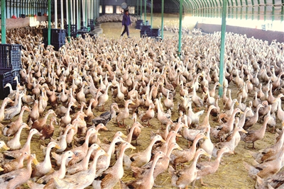 蛋鴨養殖成規模 拓寬群眾致富路