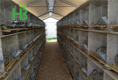 【信譽好雜交野兔養殖基地