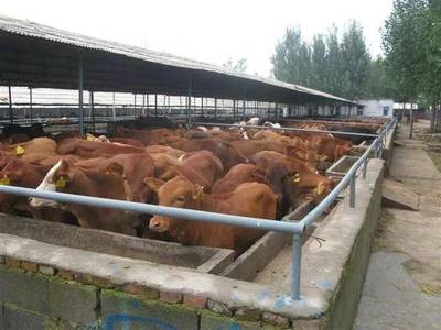 化德縣宏旺種養殖肉食品加工肉牛、肉羊系列產品獲國家綠色食品證書