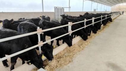 臨洮縣首批110頭和牛入住養殖基地
