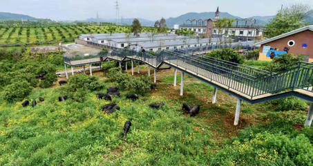 四川遂寧唯一 射洪市西山坪村入選全國“一村一品”示范村鎮名單