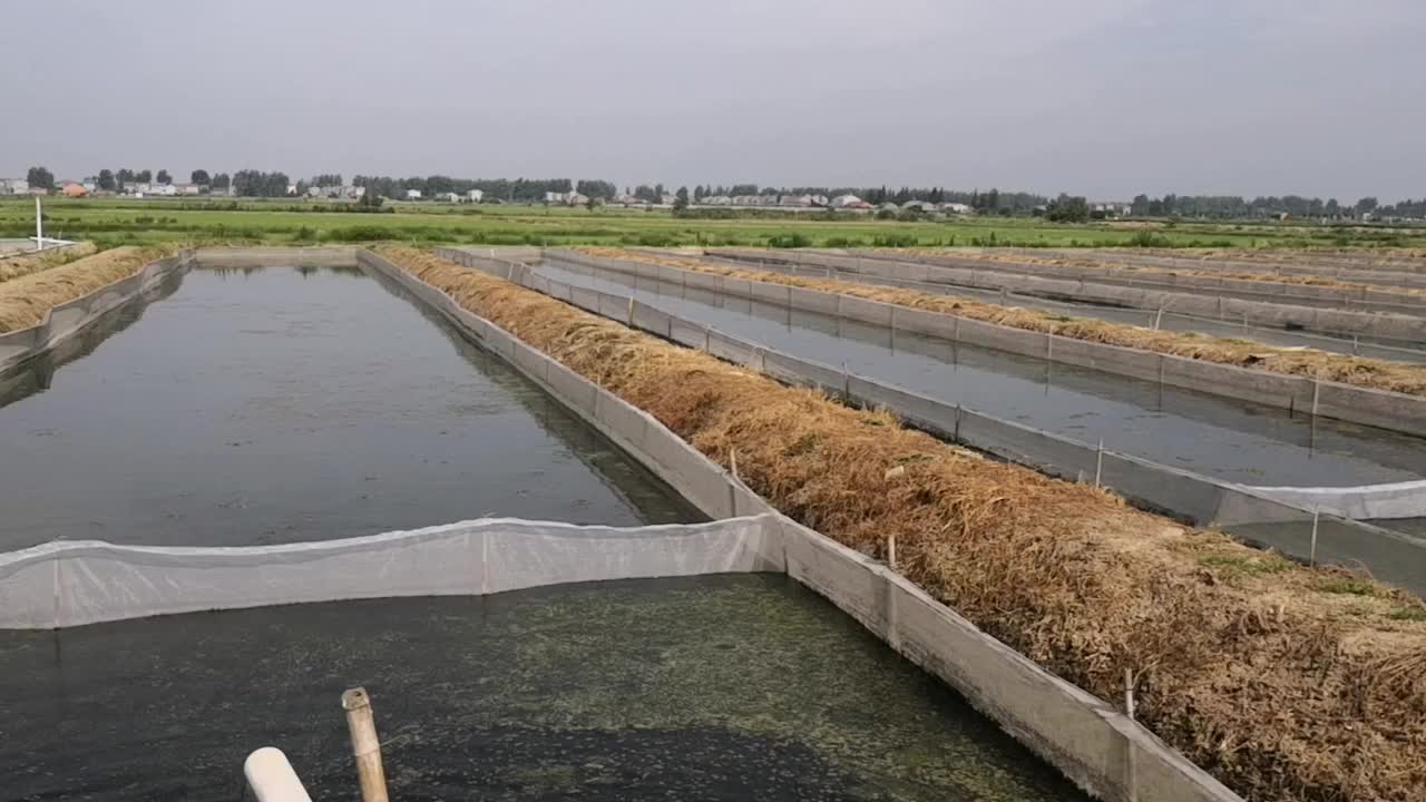 百畝水蛭養殖基地,解決飼料難題,可以畝入十萬元